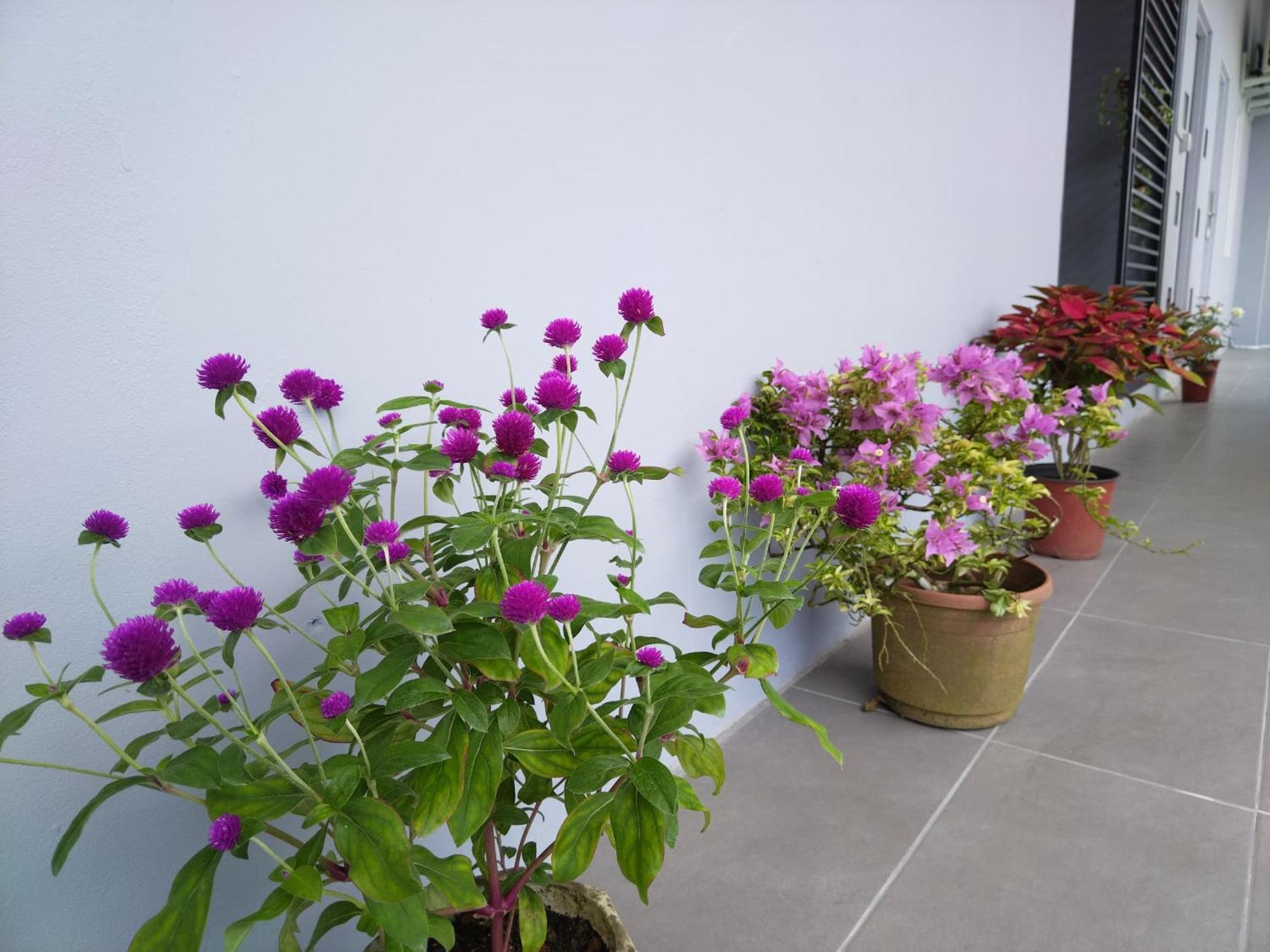Greenery Rooms Tawau Exterior foto